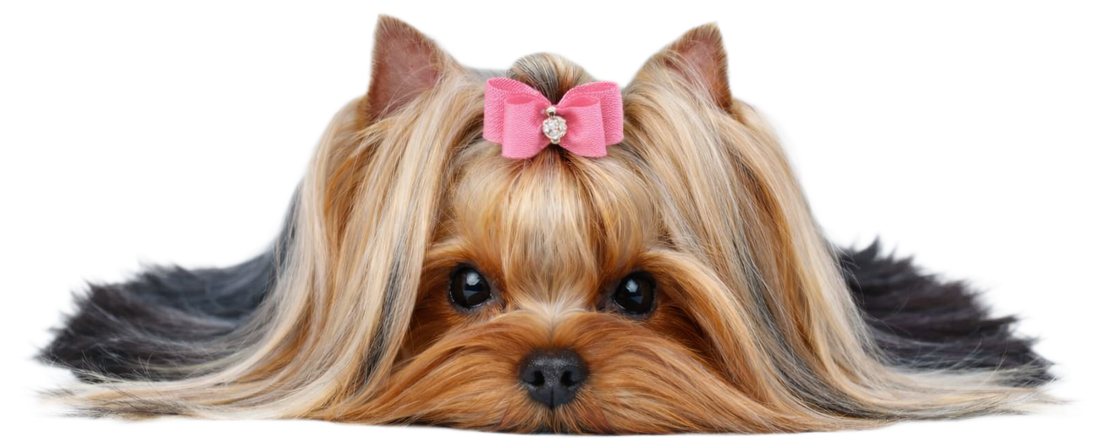 salon za pse kutina - najbolja njega